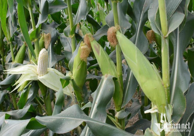 Bộ phận thường bị bỏ đi của bắp ngô là vị thuốc quý chữa sỏi thận